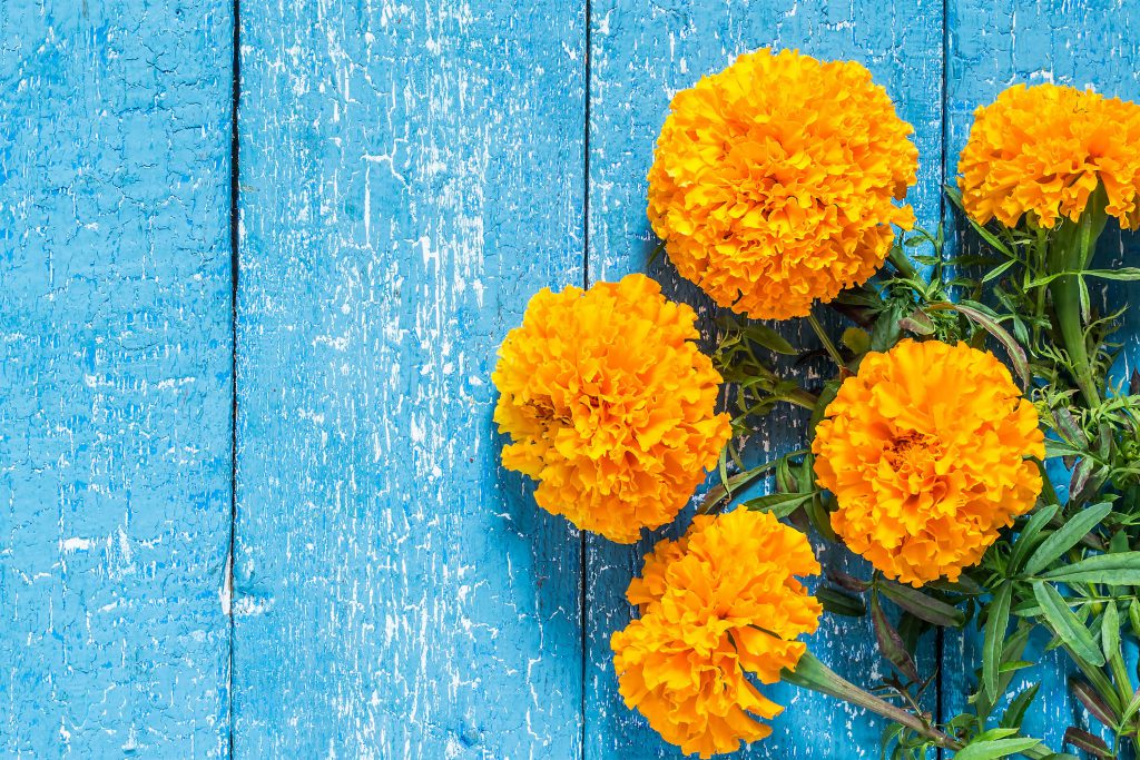 flores calendula beneficios