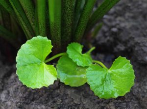 centella asiatica propiedades